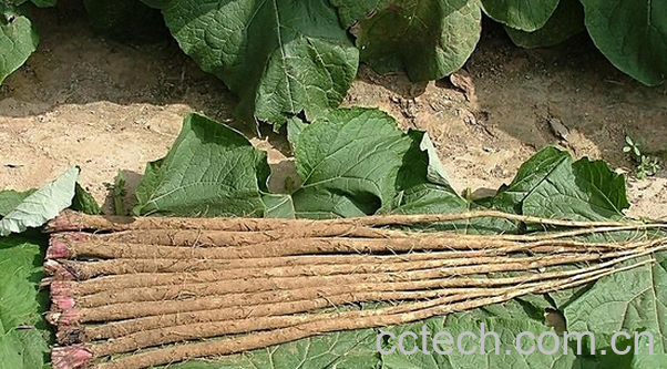 果蔬百科牛蒡的药用价值与用法-0