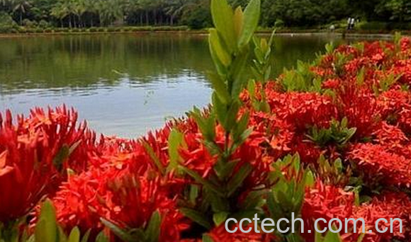 果蔬百科龙船花根的功效与作用-0