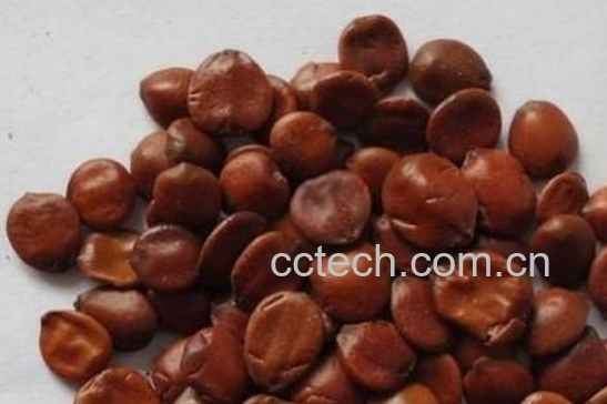 果蔬百科酸枣仁的食疗功效与用法-0