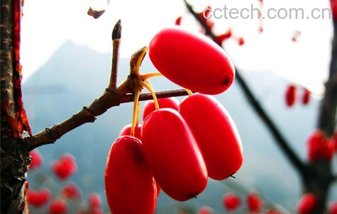 果蔬百科山于肉的功效与作用-0