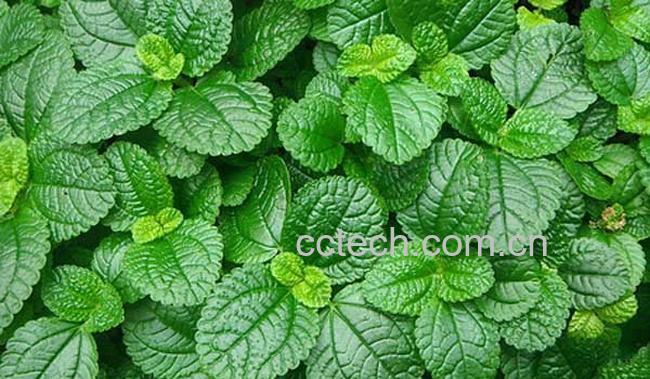 果蔬百科薄荷的功效与作用-0