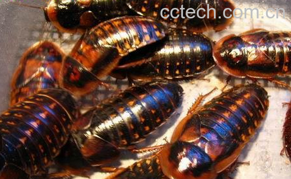 果蔬百科蟑螂的药用价值与功效-0