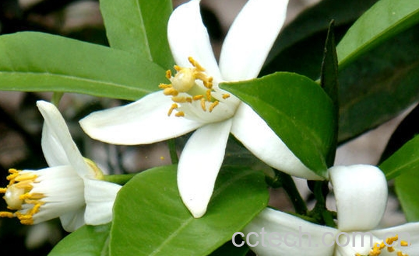 果蔬百科安息香精油的功效与作用-0