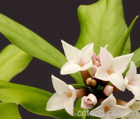 果蔬百科岩陀 岩陀的功效与作用 岩陀的副作用-0