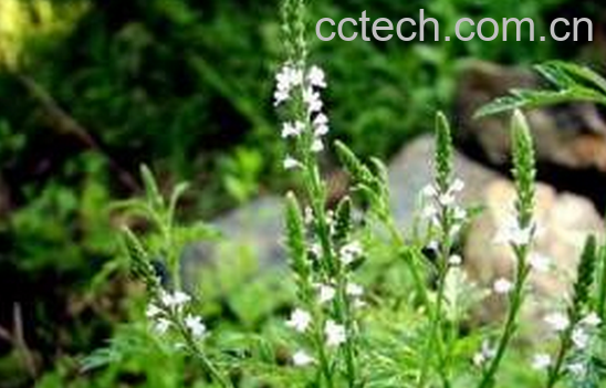 果蔬百科马尾连的功效与作用-0