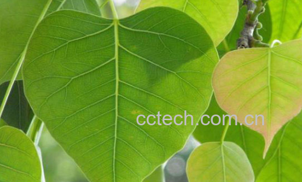 果蔬百科菩提叶的功效与作用-0