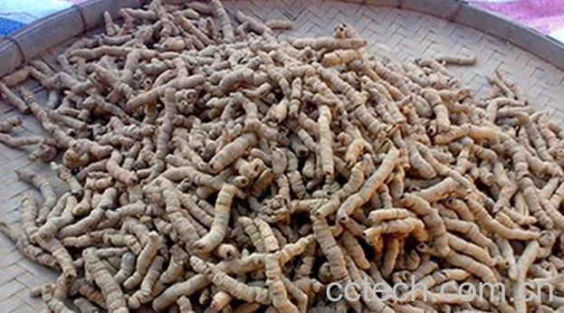 果蔬百科巴戟天的功效与作用-0