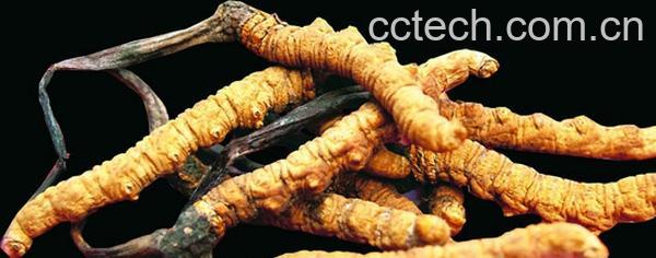 果蔬百科冬虫夏草的功效与作用-0