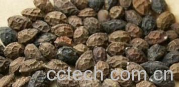 果蔬百科中药鸦胆子的功效与作用-0