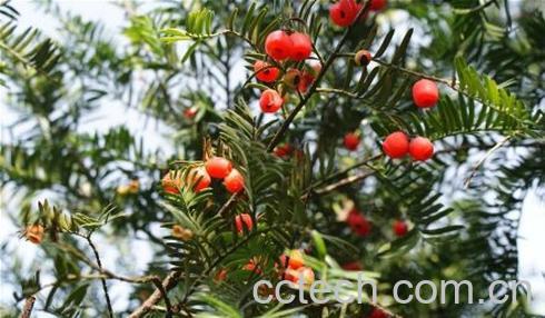 果蔬百科红豆杉树的功效与作用-0