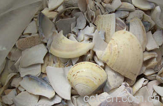 果蔬百科蛤壳的功效与作用-0