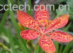 果蔬百科射干图片 射干的功效与作用-0