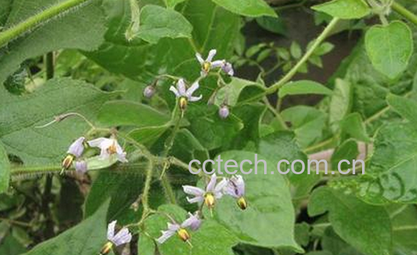 果蔬百科白英的功效与作用-0