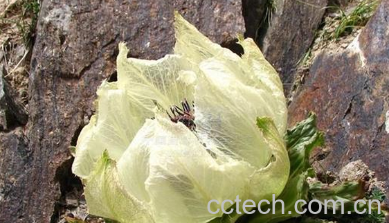 果蔬百科雪莲花的美容功效与用法-0