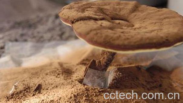 果蔬百科灵芝孢子粉的功效与作用-0