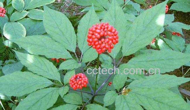 果蔬百科人参花的作用与功效-0