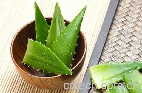果蔬百科中药芦荟性味归经 中药芦荟功效作用及应用-0