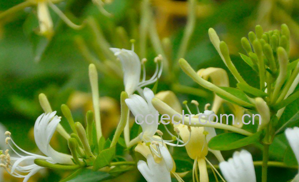 果蔬百科银花的功效与作用-0