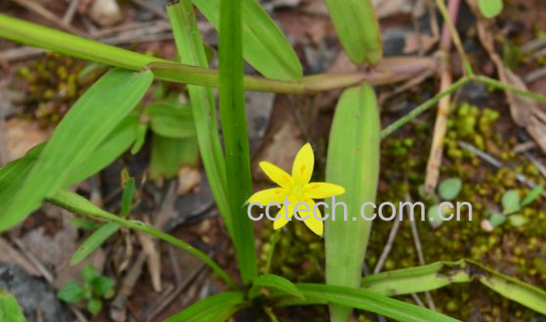 果蔬百科金梅草的功效与作用-0