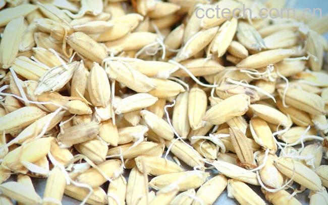 果蔬百科谷芽图片 谷芽的功效与作用-0