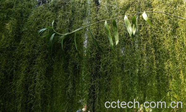 果蔬百科松萝的功效与作用-0