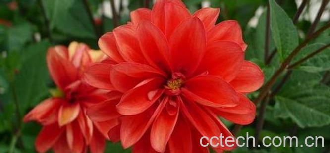 果蔬百科红花片的功效与作用-0