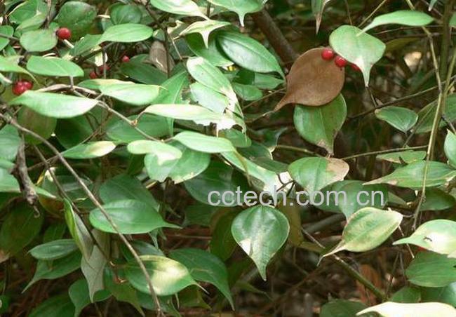 果蔬百科乌药图片 乌药的功效与作用-0