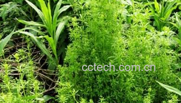 果蔬百科八仙草的功效与作用-0