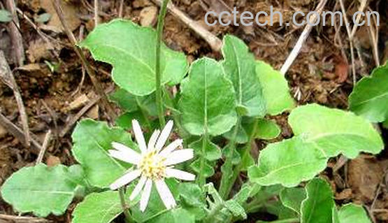 果蔬百科大丁草的功效与作用-0