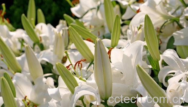 果蔬百科强仇是什么 强仇的功效和作用-0