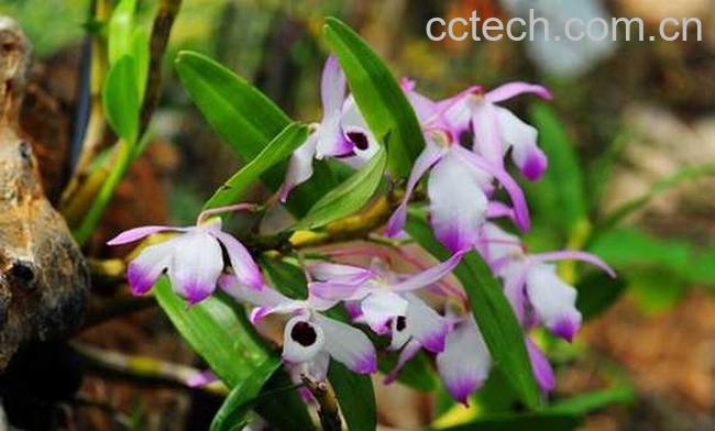 果蔬百科金钗石斛图片 金钗石斛的功效与作用-0