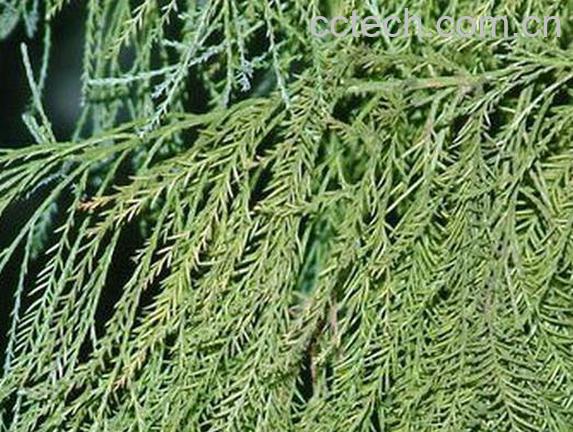 果蔬百科水松的功效与作用-0