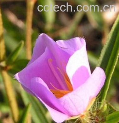 果蔬百科天香炉的功效与作用-0