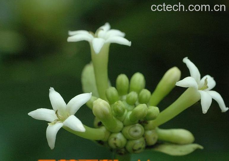 果蔬百科桂枝图片 桂枝的功效与作用-0