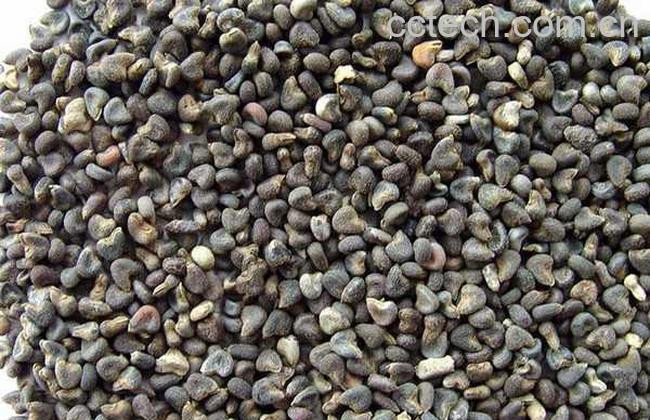 果蔬百科冬葵子图片 冬葵子的功效与作用-0