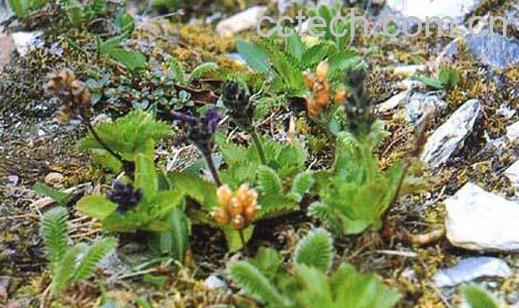 果蔬百科胡黄连图片 胡黄连的功效与作用-0