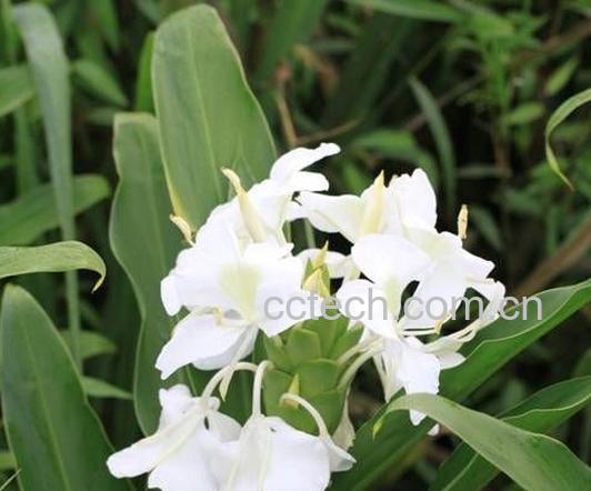 果蔬百科姜花的药用价值-0