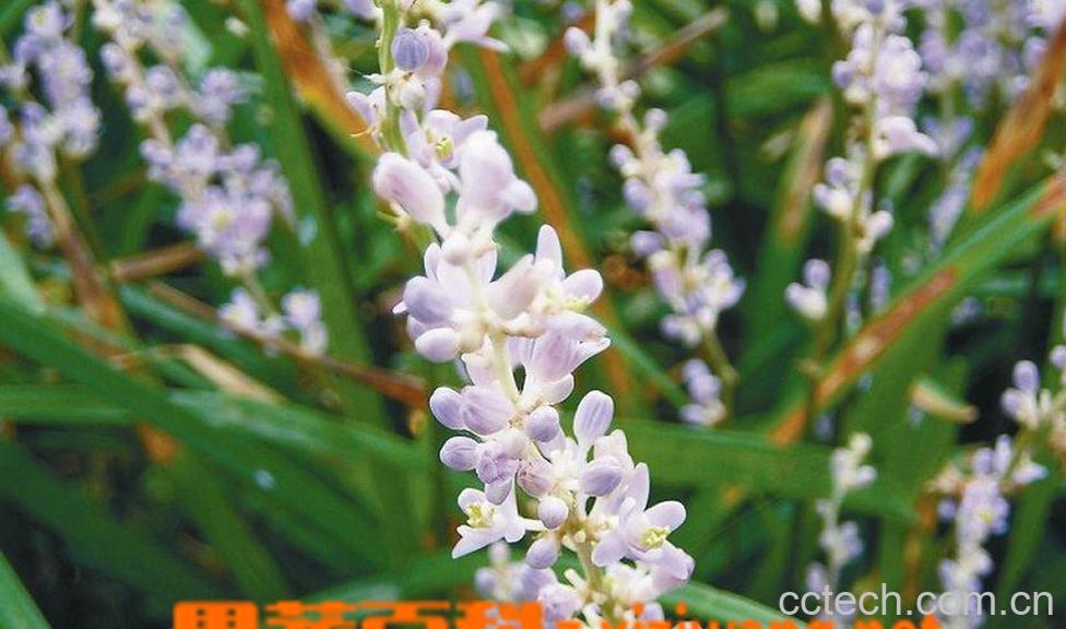 果蔬百科寸冬图片 寸冬的功效与作用-0