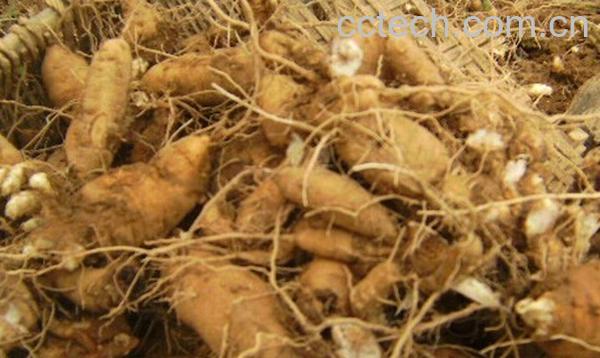 果蔬百科玄参-0