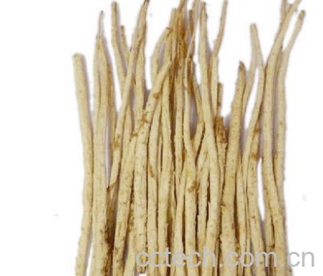 果蔬百科莱阳参图片 莱阳参的功效与作用-0