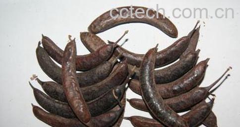 果蔬百科猪牙皂图片 猪牙皂的功效与作用-0