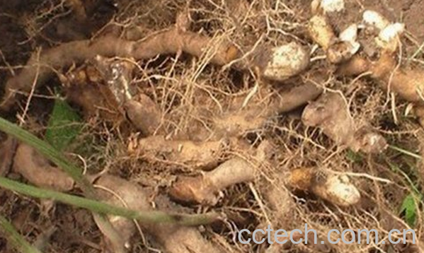 果蔬百科中药穿山龙的功效与作用-0