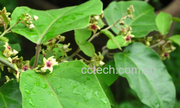 果蔬百科老君须的功效与作用-0