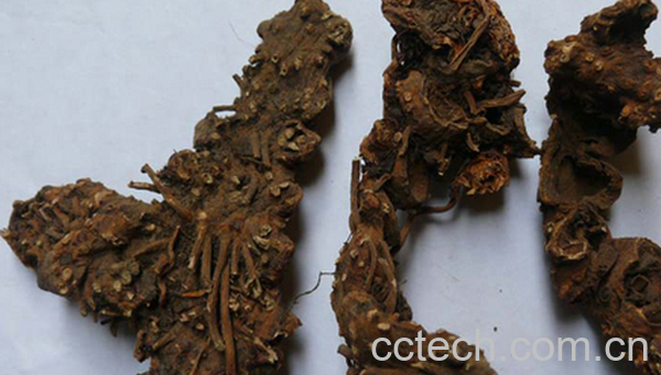 果蔬百科中药八角莲的功效与作用-0