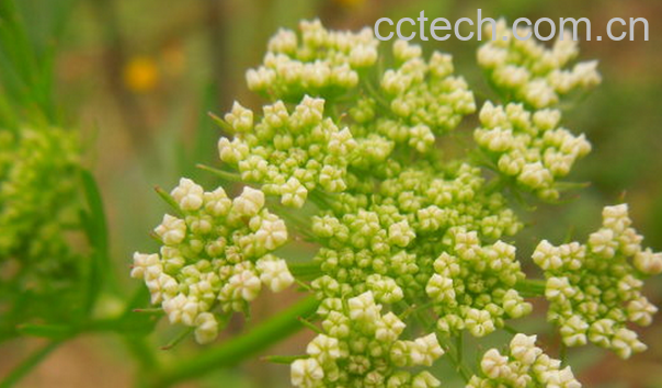 果蔬百科蛇床子的功效与副作用-0