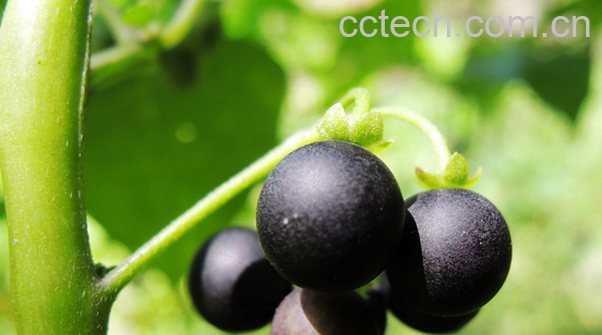 果蔬百科龙葵的药用功效-0