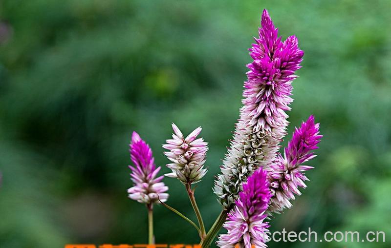 果蔬百科青葙子图片 青葙子的功效与作用-0