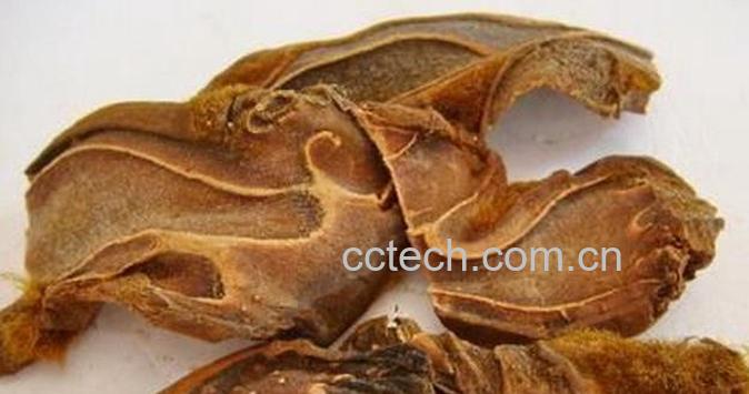 果蔬百科狗脊的功效与作用-0