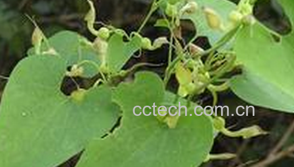 果蔬百科枇杷叶煮水的功效与作用-0