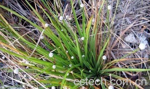 果蔬百科谷精草图片 谷精草的功效与作用-0